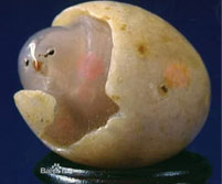 <b>小鸡出壳</b><br />小鸡出壳奇石一眼望去，就像一只色泽淡黄，毛茸茸的小鸡从蛋壳的破处向外张望，伸头欲出。形象逼真、色泽艳丽、光度润柔。此石整体的造形以及局部的体态都与实物相仿，向外张望的双眼、细嫩的小红嘴，以及色泽逼真的大半个蛋壳，都让人带来了广阔的想象空间。